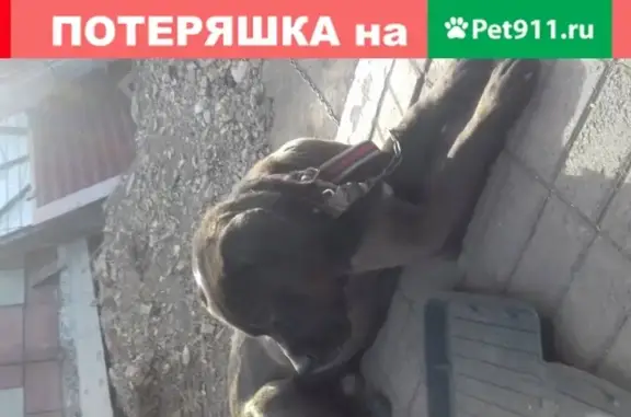 Найдена темно коричневая собака в Магнитогорске