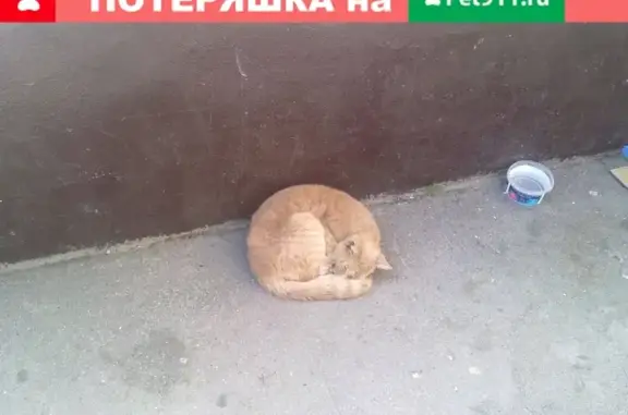 Пропала кошка на ул. Андропова, Ступино, МО