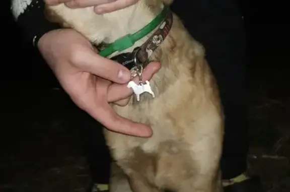 Найдена собака в поселке Механизаторов, Московская область