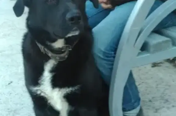 Найден добрый пес в Петрозаводске #собаки_потеряшки_петрозаводск