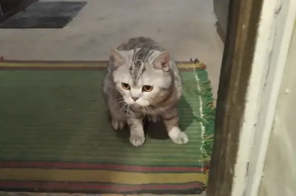 Найден кот на Пугачевском тракте 25А