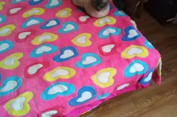 Кошки потеряшки, Самойловское, фото: Потеряшка кот Тима в деревне Самойлово, Ленобласть