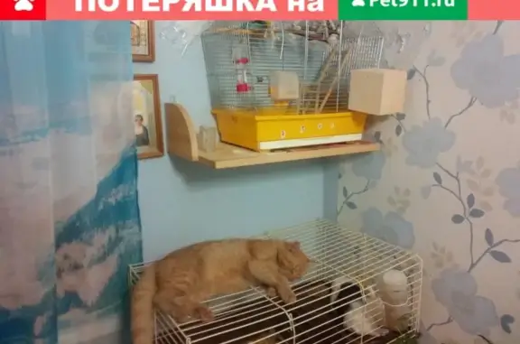 Пропала кошка на 2-й Инженерной улице, Дмитров