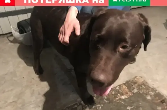 Собака найдена в Самаре, домашняя и ласковая.