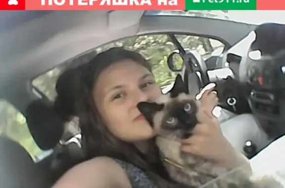 Кошки потеряшки, Киров, фото: Потеряшка кошка Тимофей на ул. Северо-Садовая 1А, ПОМОГИТЕ!