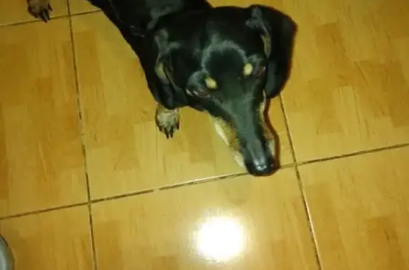 Найдена собака, Москва, фото: Найдена собака такса в Москве: 9199269816