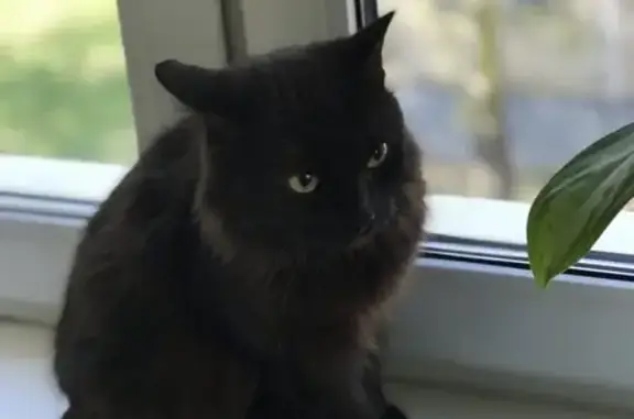 Найдена черная кошка в Новогиреево, Москва