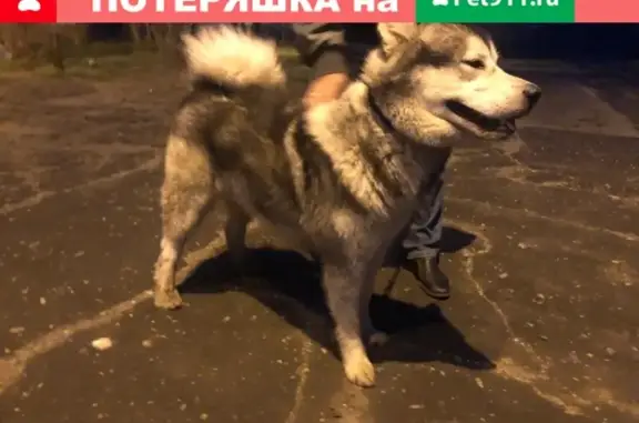 Найдена собака в Комсомольске, ищем хозяев