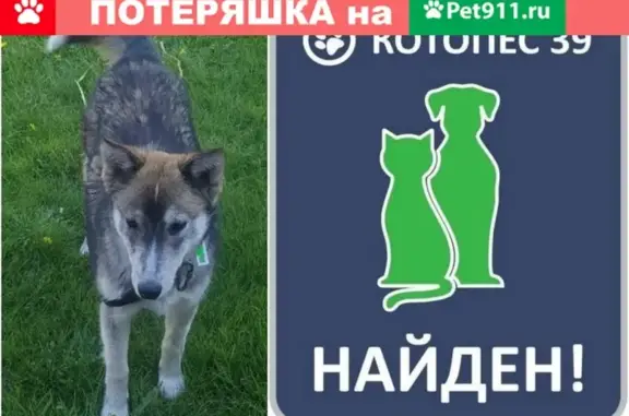Найдена собака на ул. Емельянова-Aйвазовского #ЩЕНОККАЛИНИНГРАД
