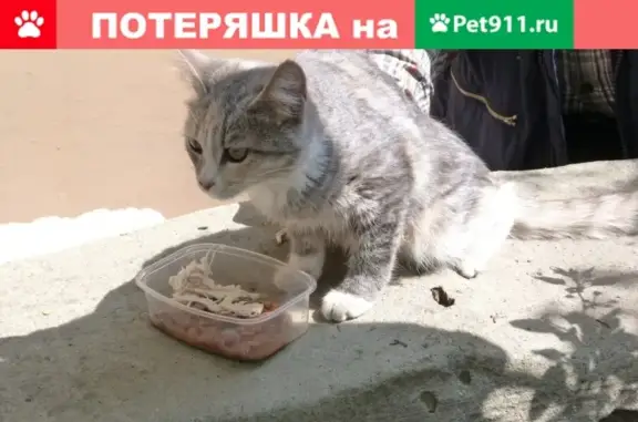 Найдена кошка в Северном районе, Воронеж
