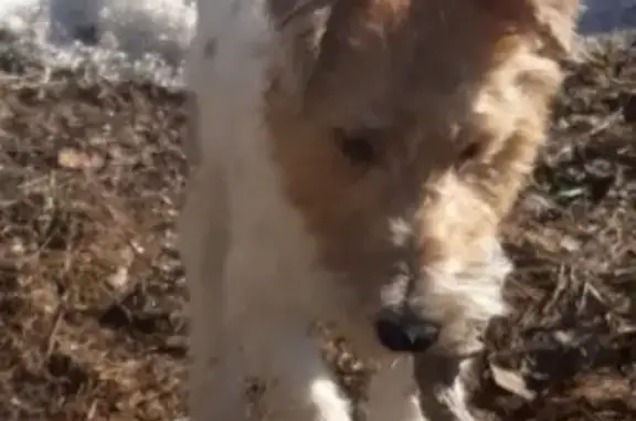 Пропала собака породы джек рассел терьер в Томске