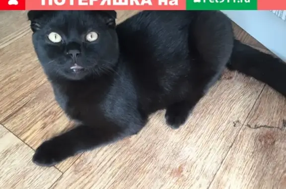 Пропал кот Бумер в Кузнецке, Пензенская область