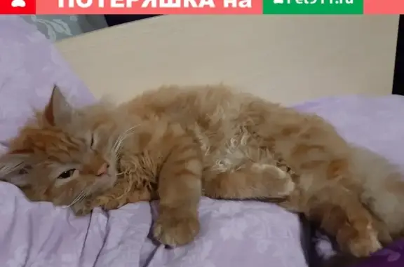 Пропала кошка в Красноярске на улице Юности