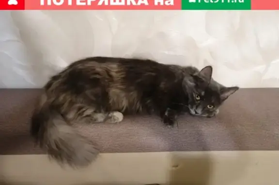 Пропала кошка Барон с ул. Ленина 106, Большевик