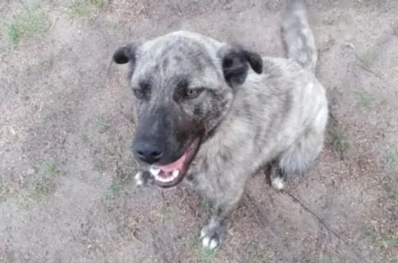 Найдена собака в Сызрани, ищем владельца