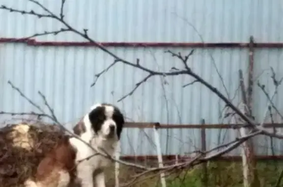 Найдена собака в Ижевске, скучает по хозяину