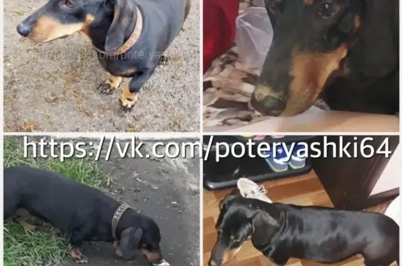 Найдена собака на улице Пугачевская в Саратове