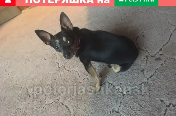 Пропала собака в Новосибирске, Ленинский район