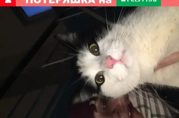 Найден кот на Балтийской, 17 в Петрозаводске