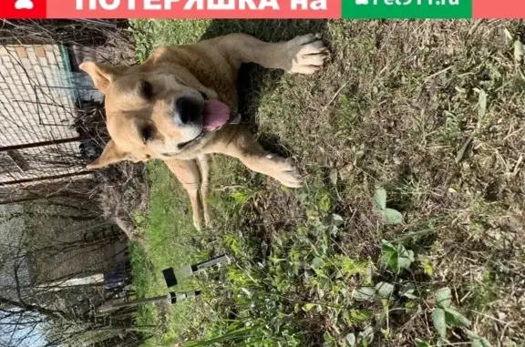 Найдена собака в СНТ Уголёк.