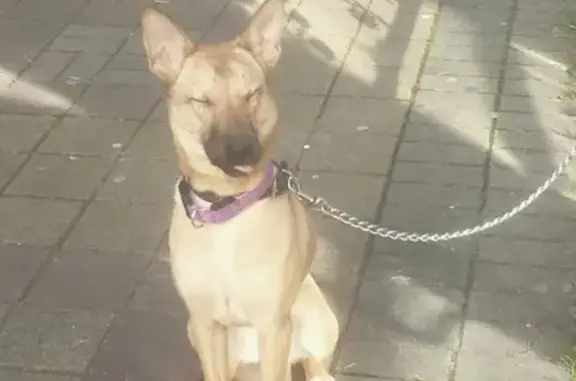 Пропала собака в Сочи, район Чайковского-Цветного бульвара.