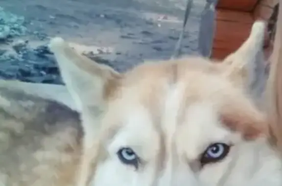 Собаки потеряшки, Мальково, фото: Потеряшка рыжая хаски Юкка в Мальково