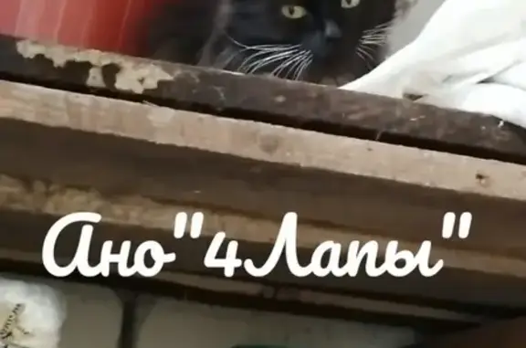 Найдена домашняя кошка с ошейником в Ливнах, Орловская область