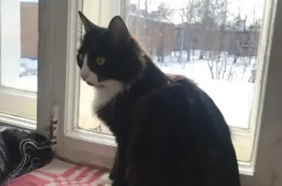 Пропал кот в Балыково, Нижегородская область