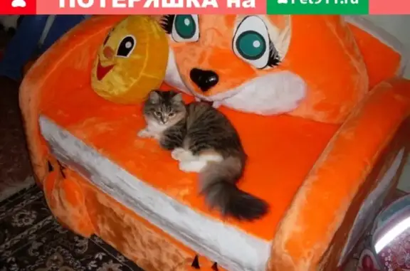 Пропала кошка Варя в Калач-на-Дону