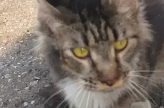 Найдена кошка-Мейн-кун с ранами в Новокузнецке