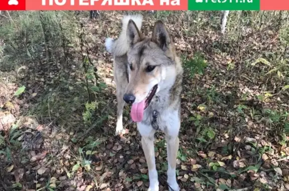 Пропала собака Тайсон в Богородске, Нижегородская область