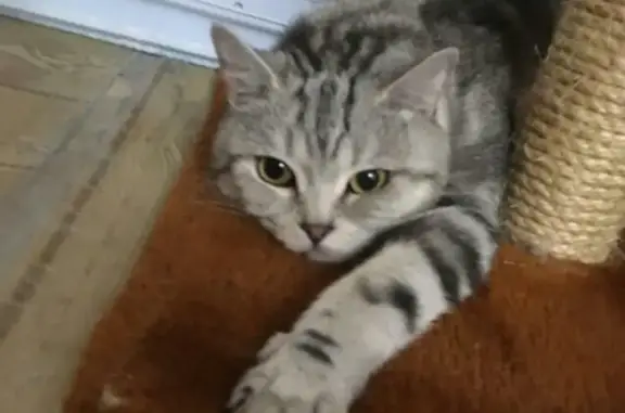 Пропала шотландская кошка в Ставрополе