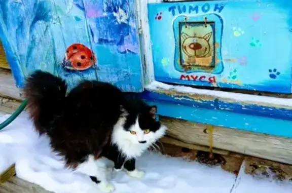 Пропал кот Тима/Тимати в Белорецк, Республика Башкортостан