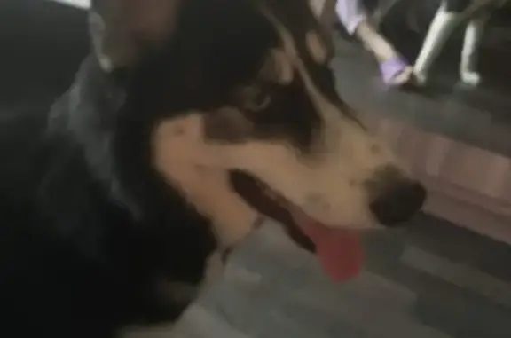 Найдена собака в Санкт-Петербурге, метис хаски, ищем хозяев.