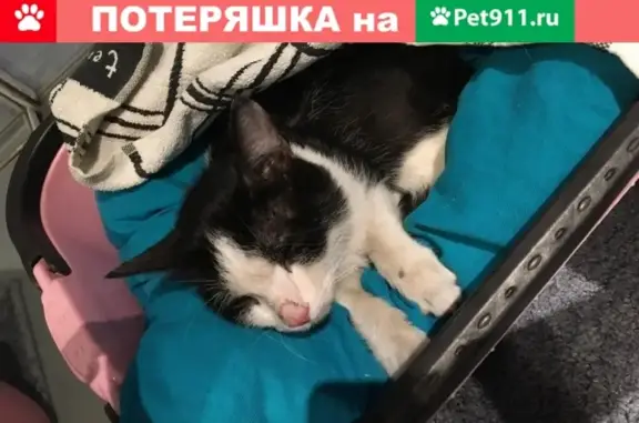 Найден черно-белый котенок в Екатеринбурге