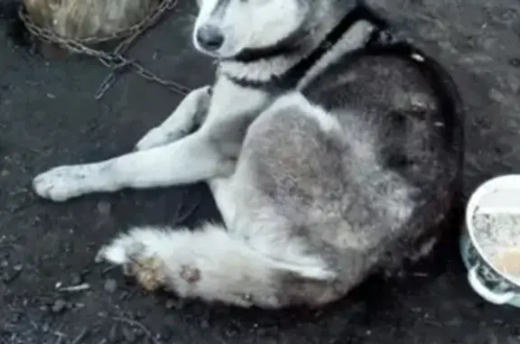 Пропала собака Хаски в Новокузнецке!
