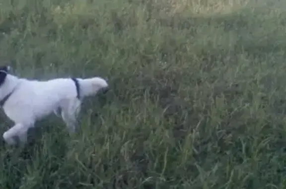 Пропала собака Куба в Омске, помогите найти!