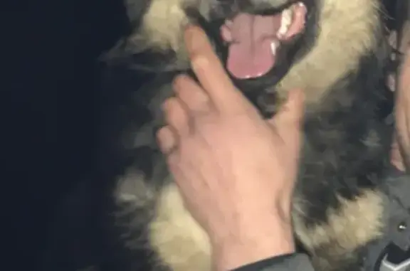 Пропала собака Велес в Новомосковске