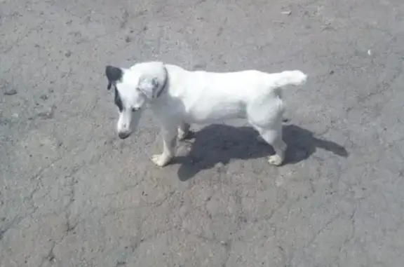 Пропала собака в Ростовской области, возможно увезли в Азов