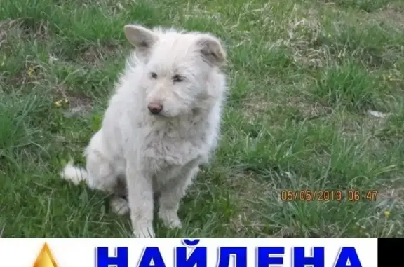 Найдена брошенная собака на Шекснинском проспекте, дом №30