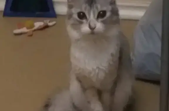 Кошки потеряшки, Москва, фото: Потеряшка кошка на улице 800-летия Москвы, нужна помощь!