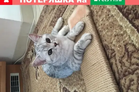 Кошки потеряшки, Москва, фото: Потеряшка кошка «Силя», Москва, ул. Гарибальди, 11