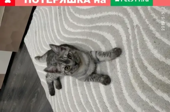 Найден серый кот во дворе дома на Урванцева 7