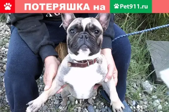 Найдена молодая собака с ошейником в Сочи