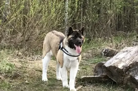 Собака найдена в коттеджном поселке Пучково, Москва