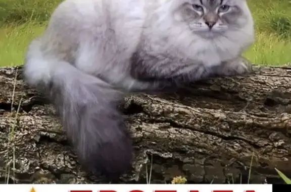 Кошки потеряшки, Орехово-Зуево (Москва и Московская обл.), фото: Потеряшка кот породы Невская Маскарадная в Орехово-Зуево, СНТ Союз-1