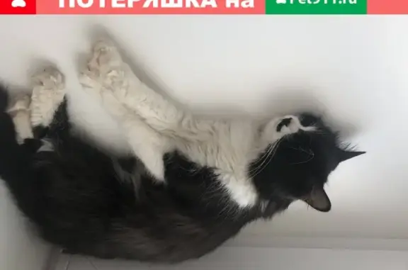 Найдена черно-белая кошка на ул. Космонавта Леонова, Пермь