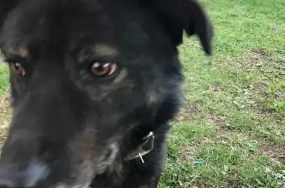 Найден чёрный пёс в Алпатьево, Луховицы