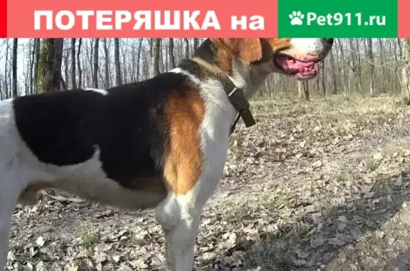 Пропала охотничья собака в Крымске, Краснодарский край
