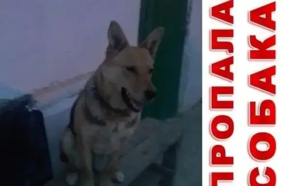 Пропала собака в Дзержинском, Ангарском поселке.